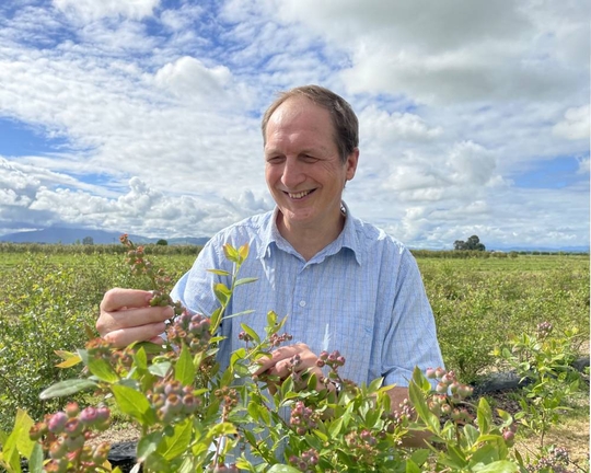 Blueberries tipped for bumper season as El Niño arrives