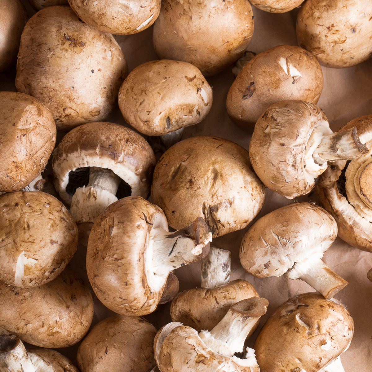 FS26002 - PNSNZ_Download & Resize Images 1200px x 1200px Mushroom.jpg